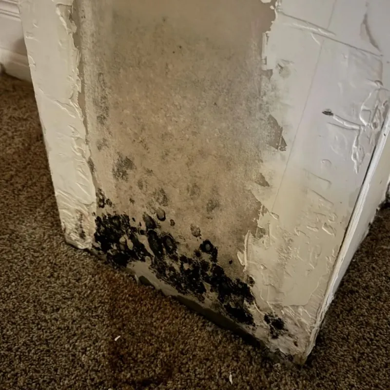 Professional Mold Removal in Fayette County, TX